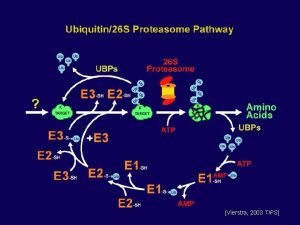 Vierstra 2003 TIPS Vierstra 2003 TIPS Ubiquitin26 S