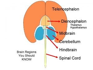 Telencephalon Diencephalon Thalamus Hypothalamus Midbrain Cerebellum Brain Regions