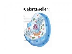 Celorganellen Endoplasmatisch reticulum ER Opgebouwd uit cisternen eenheidsmembraan