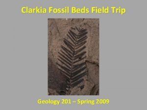 Clarkia fossil beds