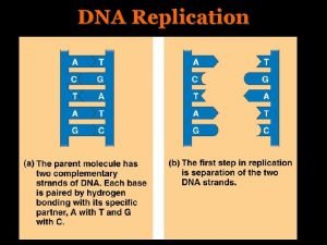 Dna polimerasi teta Dna polimerasi teta
