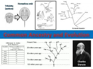 Horseshoe crab evolutionary tree