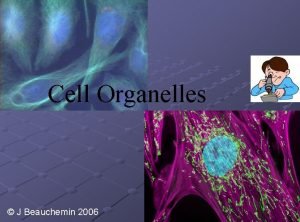 Cell Organelles J Beauchemin 2006 Cell Organelles Organelle