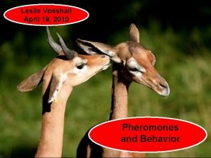 Leslie Vosshall April 19 2010 Pheromones and Behavior