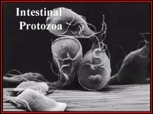 Intestinal Protozoa CLASSIFICATION OF PARASITES PROTOZOA HELMINTHS Unicellular