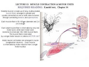 LECTURE 13 MUSCLE CONTRACTION MOTOR UNITS REQUIRED READING