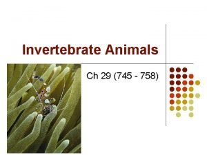 Invertebrate Animals Ch 29 745 758 Zany Zoology