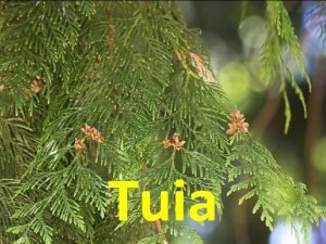 Tuia Xnero Thuja Formado por cinco especies das