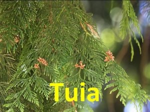 Especies de tuia