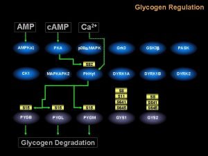 Glycogen Regulation AMP c AMP Ca 2 AMPKa