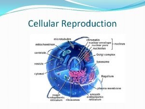 Cellular Reproduction Asexual Reproduction only one parent is