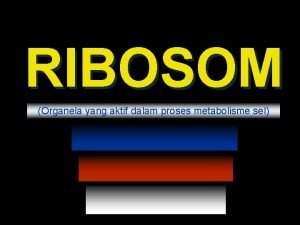 RIBOSOM Organela yang aktif dalam proses metabolisme sel