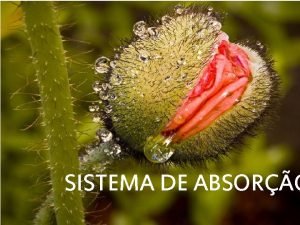 SISTEMA DE ABSORO RAIZ SISTEMA DE ABSORO PLOS