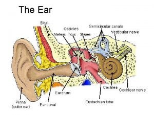 The Ear Three parts of the ear Outer
