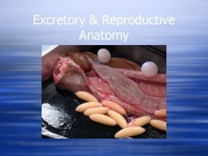 Hagfish excretory system
