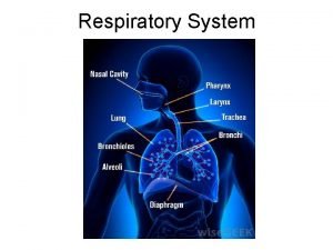 What is the respiratory system main job