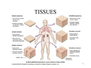 Tissues are groups of similar cells working together to