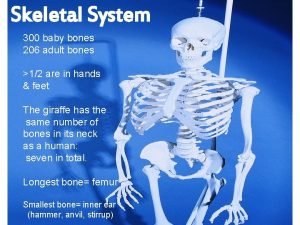 Skeletal System 300 baby bones 206 adult bones
