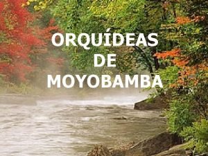 ORQUDEAS DE MOYOBAMBA NO TE OLVIDES DE SONREIR