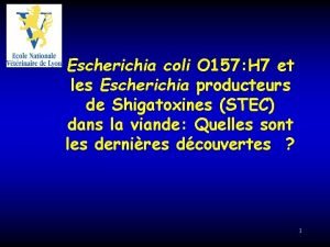 Escherichia coli O 157 H 7 et les
