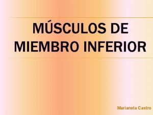 Musculo aductor mayor