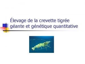 levage de la crevette tigre gante et gntique