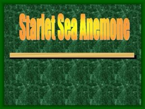 Starlet sea anemone Overview Kingdom Animalia Phylum Cnidaria