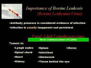 Importance of Bovine Leukosis Bovine Leukemia Virus Antibody