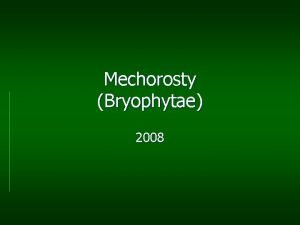 Mechorosty Bryophytae 2008 Bryophyta bryon mech phyton rostlina