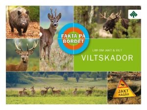 VILTSKADOR Vad kostar viltskadorna i Sverige Vildsvin mer