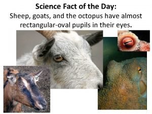 Science Fact of the Day Sheep goats and