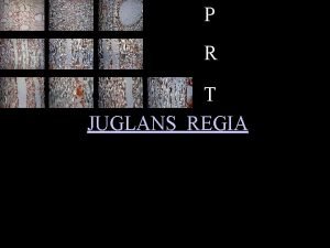 P R T JUGLANS REGIA Juglansp1 b JUGLANS