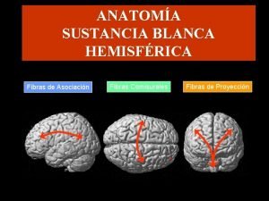 ANATOMA SUSTANCIA BLANCA HEMISFRICA Fibras de Asociacin Fibras