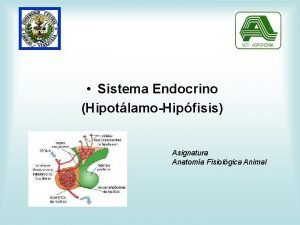 Sistema Endocrino HipotlamoHipfisis Asignatura Anatoma Fisiolgica Animal CATEDRA