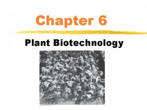 Chapter 6 Plant Biotechnology Plant Structure Plant Structure