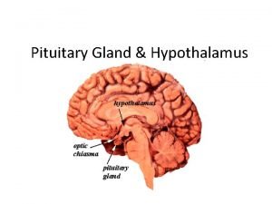 Pituitary Gland Hypothalamus Hypothalamus and Pituitary Gland The