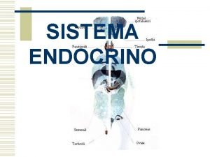 SISTEMA ENDOCRINO SISTEMA ENDOCRINO Conjunto de rganos y