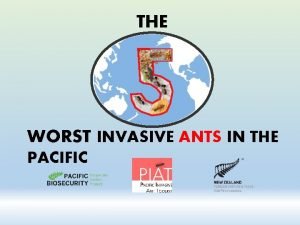 THE WORST INVASIVE ANTS IN THE PACIFIC What