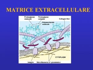 MATRICE EXTRACELLULARE MATRICE EXTRACELLULARE insieme di proteine e
