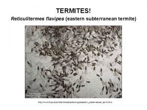 TERMITES Reticulitermes flavipes eastern subterranean termite http www