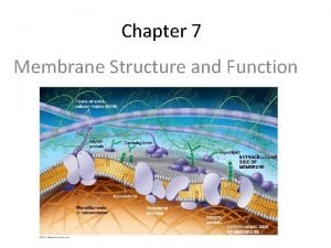 Chapter 7 membrane structure and function