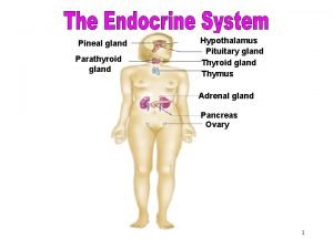 The Endocrine System Pineal gland Parathyroid gland Hypothalamus