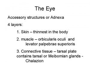 Accessory structure of the eye