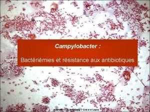 Campylobacter Bactrimies et rsistance aux antibiotiques Campylobacter bacille