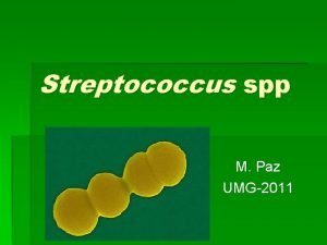 Streptococcus spp M Paz UMG2011 Streptococcus spp Gr