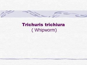 Trichuris trichiura morphology