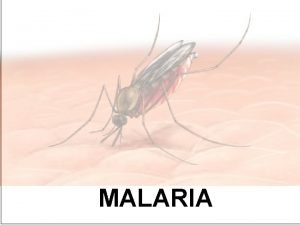 MALARIA Malaria Sporozoa belong to the phylum Apicomplex
