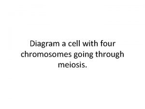 Cell with four chromosomes going through meiosis