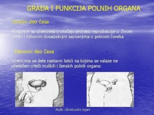 GRAA I FUNKCIJA POLNIH ORGANA Uvodni deo asa