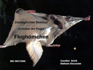 Flughörnchen gewicht